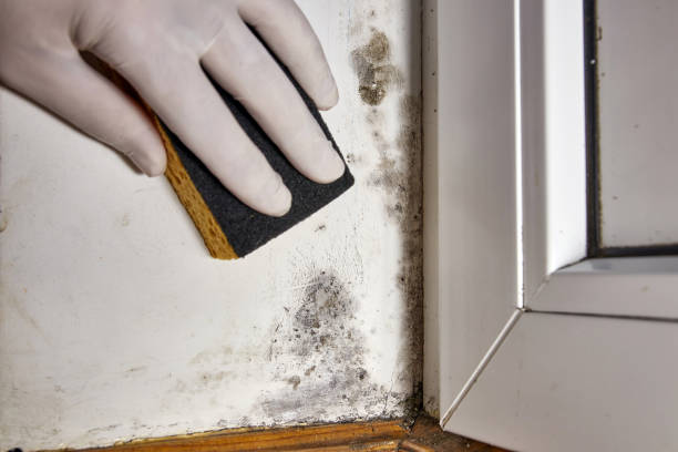 Erwin, NC Mold Removal Company